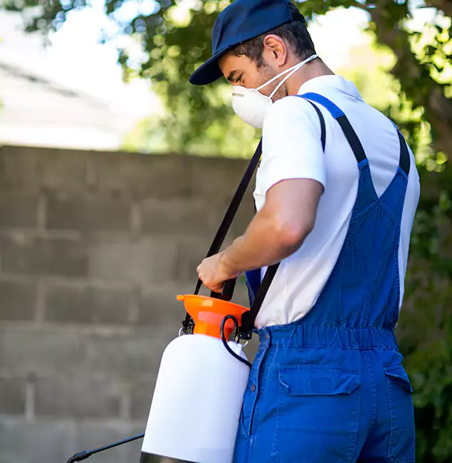 Why Atlanta Pest Control Expert Is the Right Choice for Yellow Jacket Removal in Atlanta, GA?