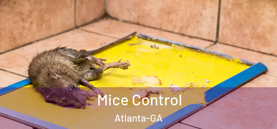  Mice Control Atlanta-GA