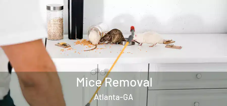 Mice Removal Atlanta-GA