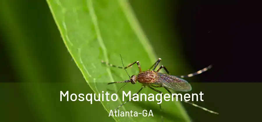 Mosquito Management Atlanta-GA