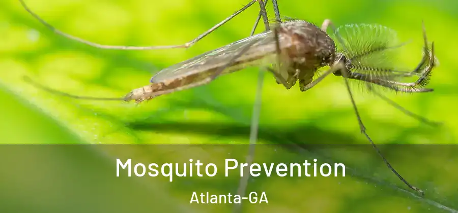 Mosquito Prevention Atlanta-GA
