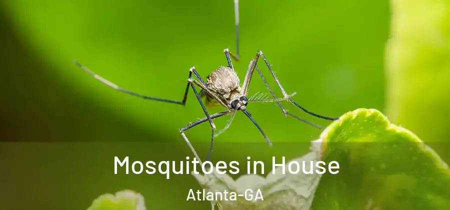 Mosquitoes in House Atlanta-GA