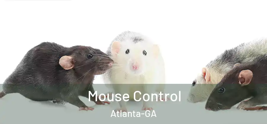 Mouse Control Atlanta-GA