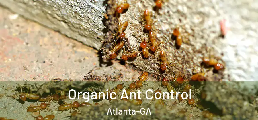 Organic Ant Control Atlanta-GA