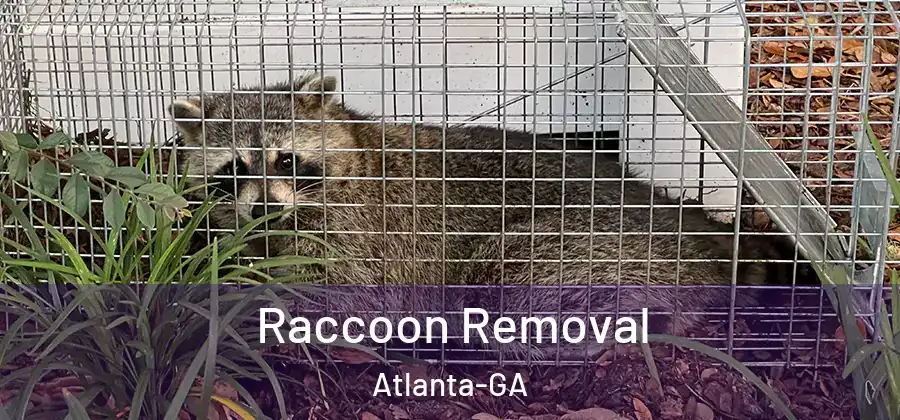 Raccoon Removal Atlanta-GA