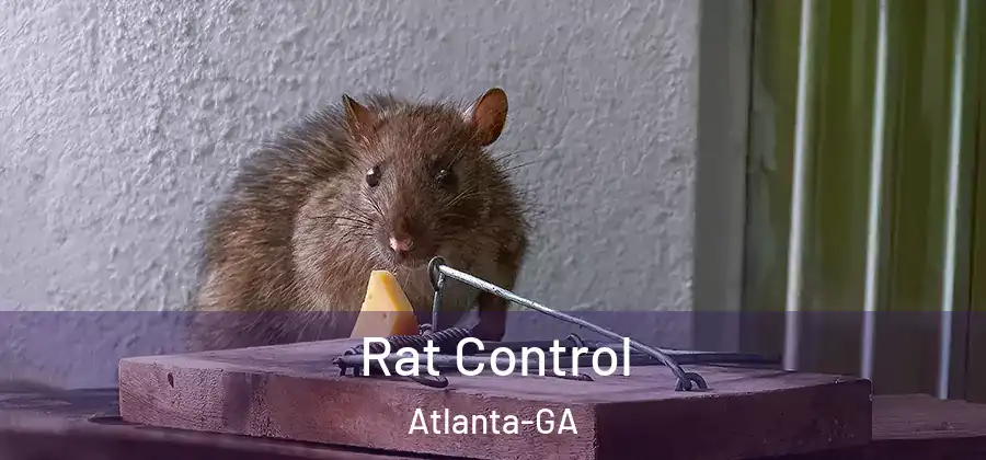 Rat Control Atlanta-GA