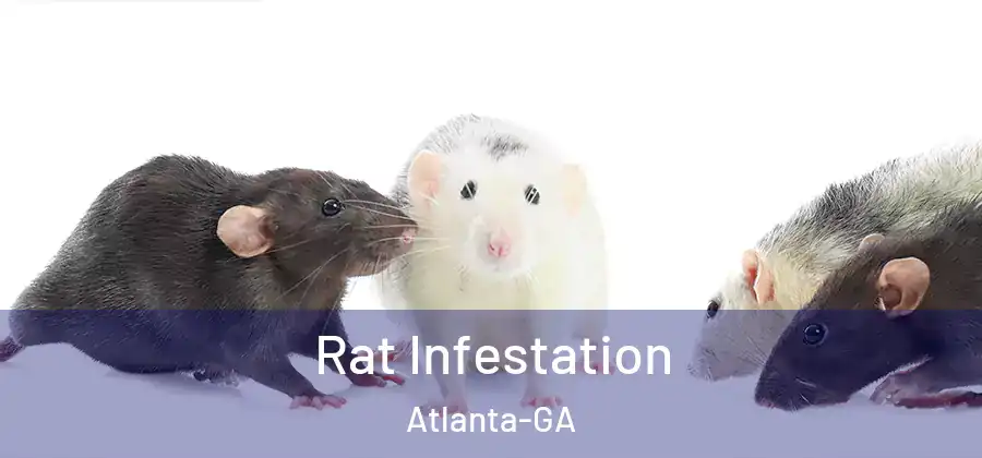 Rat Infestation Atlanta-GA
