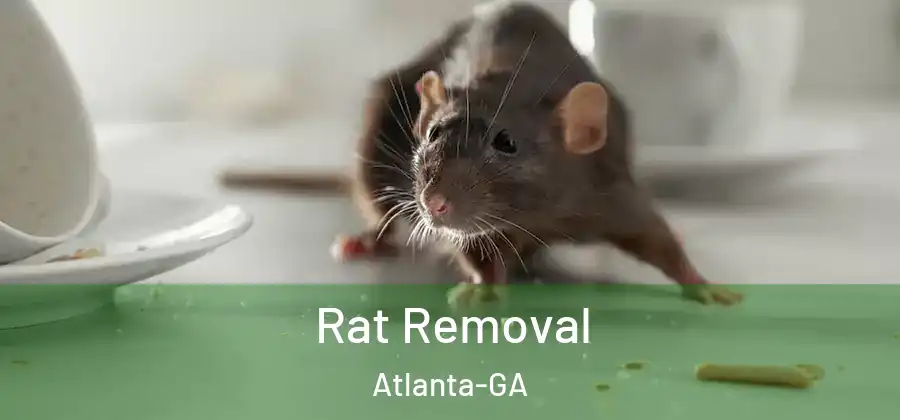 Rat Removal Atlanta-GA