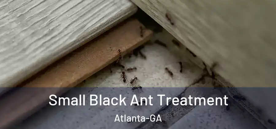 Small Black Ant Treatment Atlanta-GA