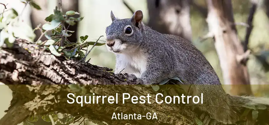 Squirrel Pest Control Atlanta-GA