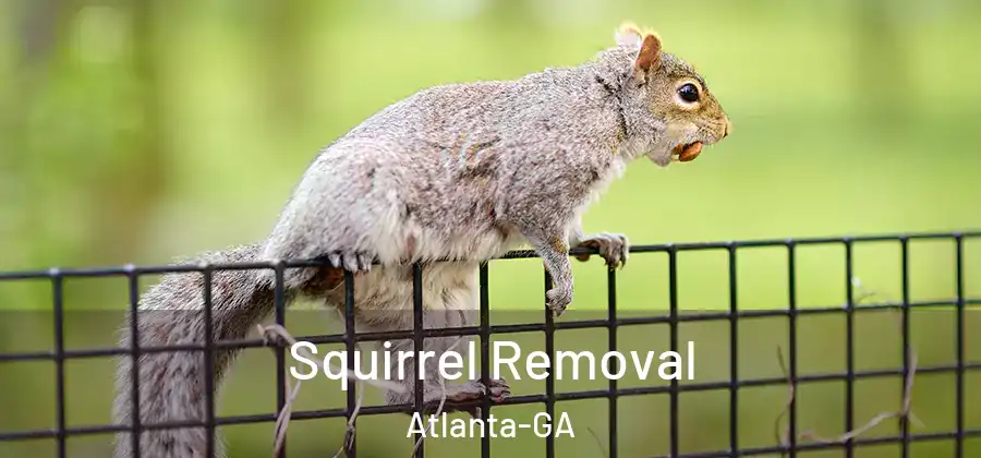  Squirrel Removal Atlanta-GA