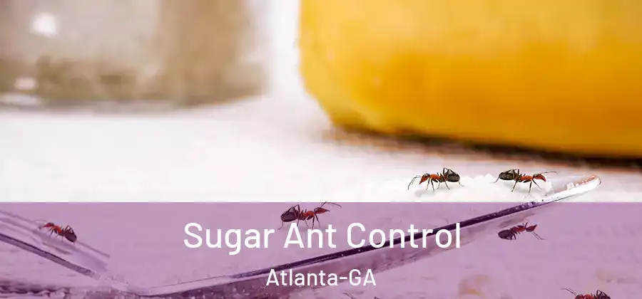 Sugar Ant Control Atlanta-GA