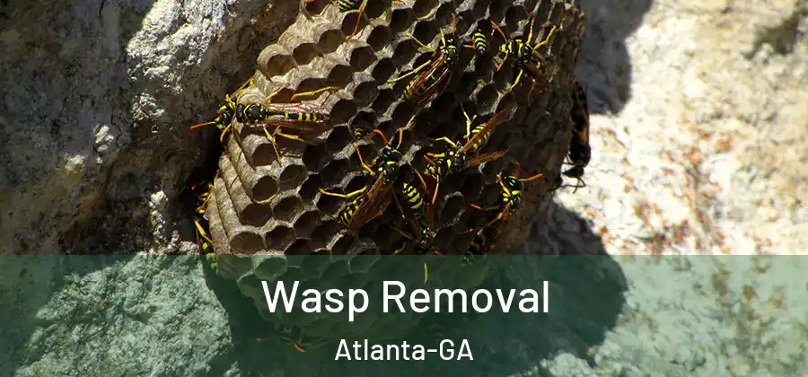 Wasp Removal Atlanta-GA